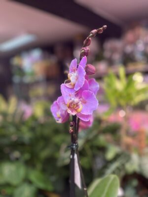 Phalaenopsis Taisuco Anna peloric | Storczyk