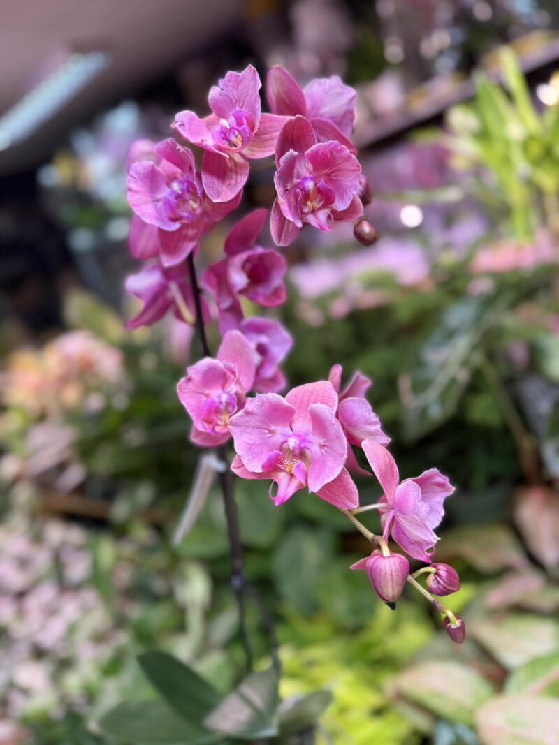 Storczyk z mixa różowy butterfly