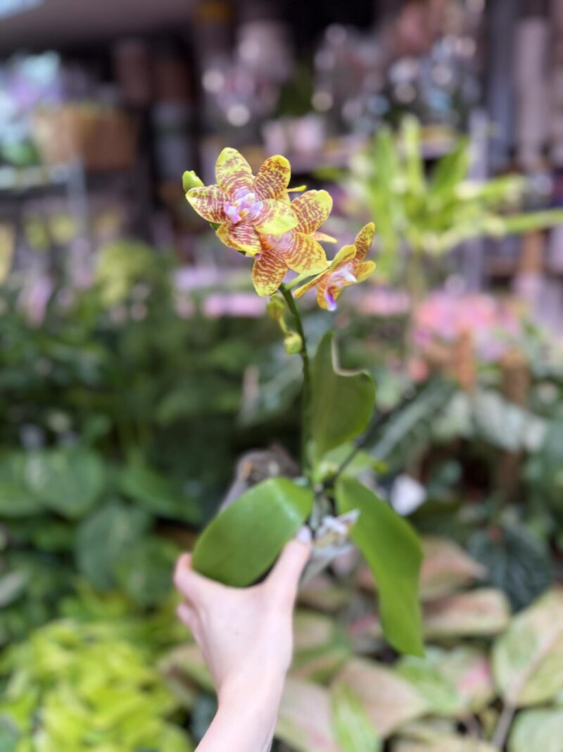 Phalaenopsis Orchid World (FS) | Storczyk pachnacy