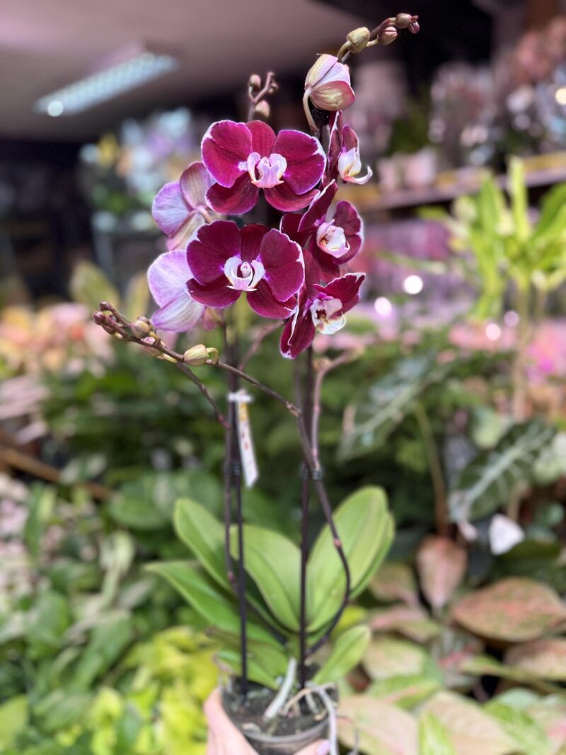 phalaenopsis hot chilli | Storczyk