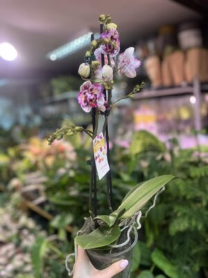 Phalaenopsis Lianher Happy Pearl | Storczyk