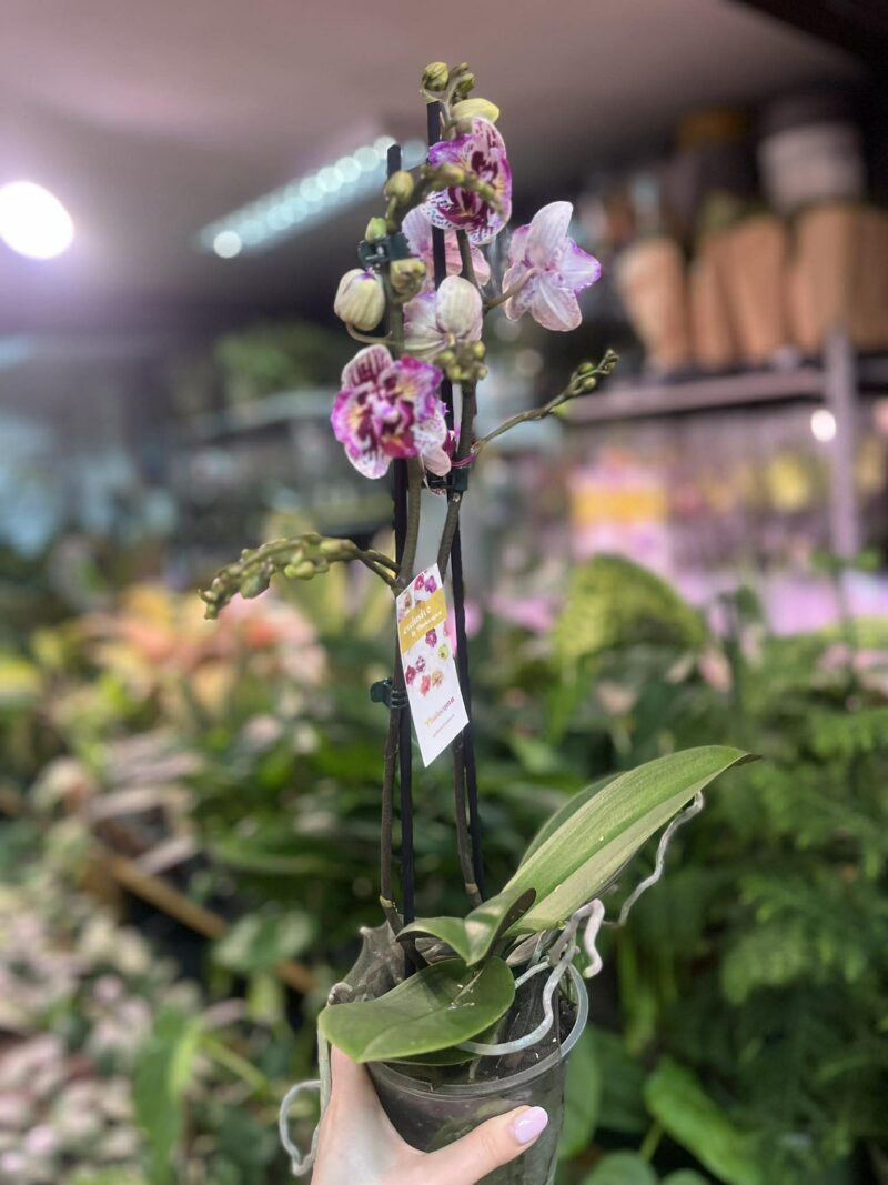 Phalaenopsis Lianher Happy Pearl | Storczyk