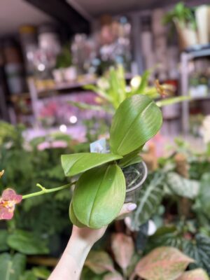 Phalaenopsis Pylo’s sofia | Storczyk