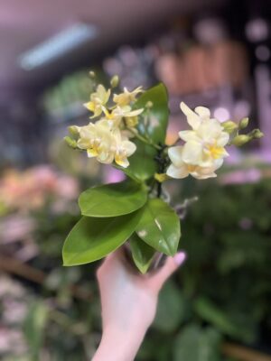 Phalaenopsis Multiflora ‘Sara’ | Storczyk