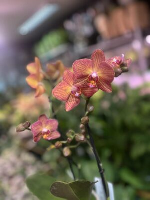 Phalaenopsis Multiflora Exclusivo ‘Eos’ | Storczyk