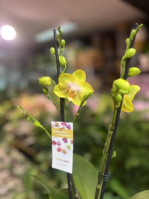 Phalaenopsis Sogo Pride | Storczyk