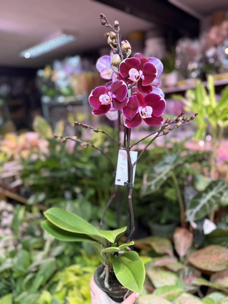 phalaenopsis hot chilli | Storczyk