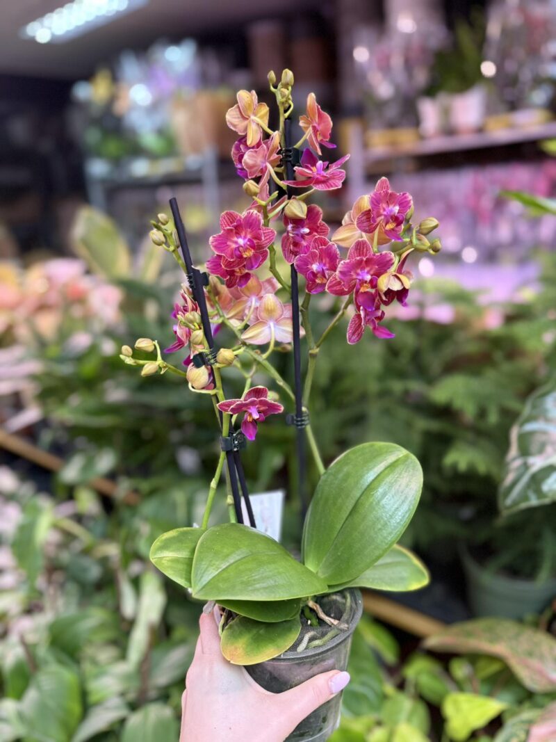 Storczyk z mixa butterfly przepiękny