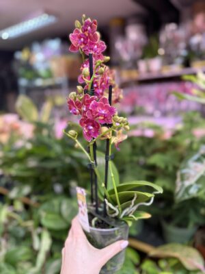 Storczyk z mixa butterfly przepiękny