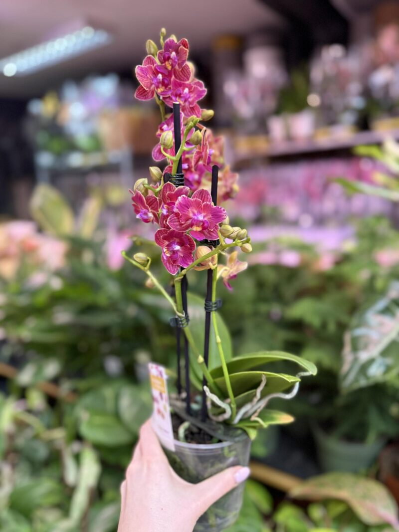 Storczyk z mixa butterfly przepiękny