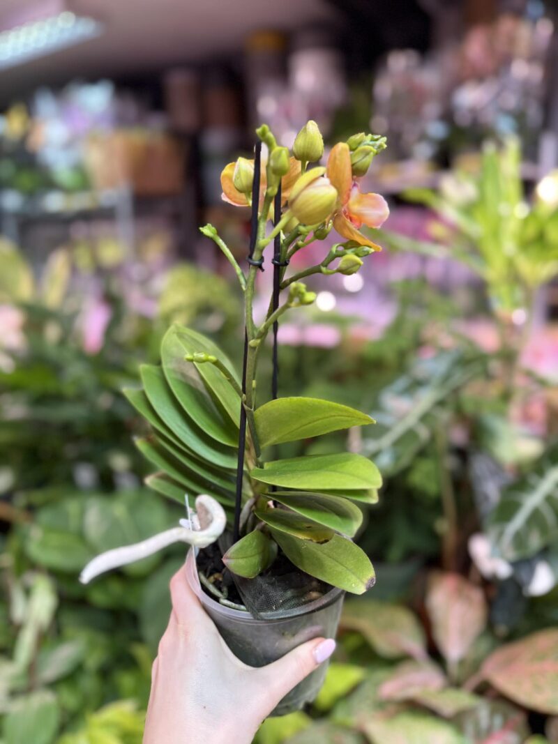 Phalaenopsis Yaphon Perfume ‘ES’ | Storczyk pachnący