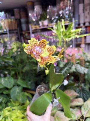 Phalaenopsis Orchid World (FS) | Storczyk pachnacy