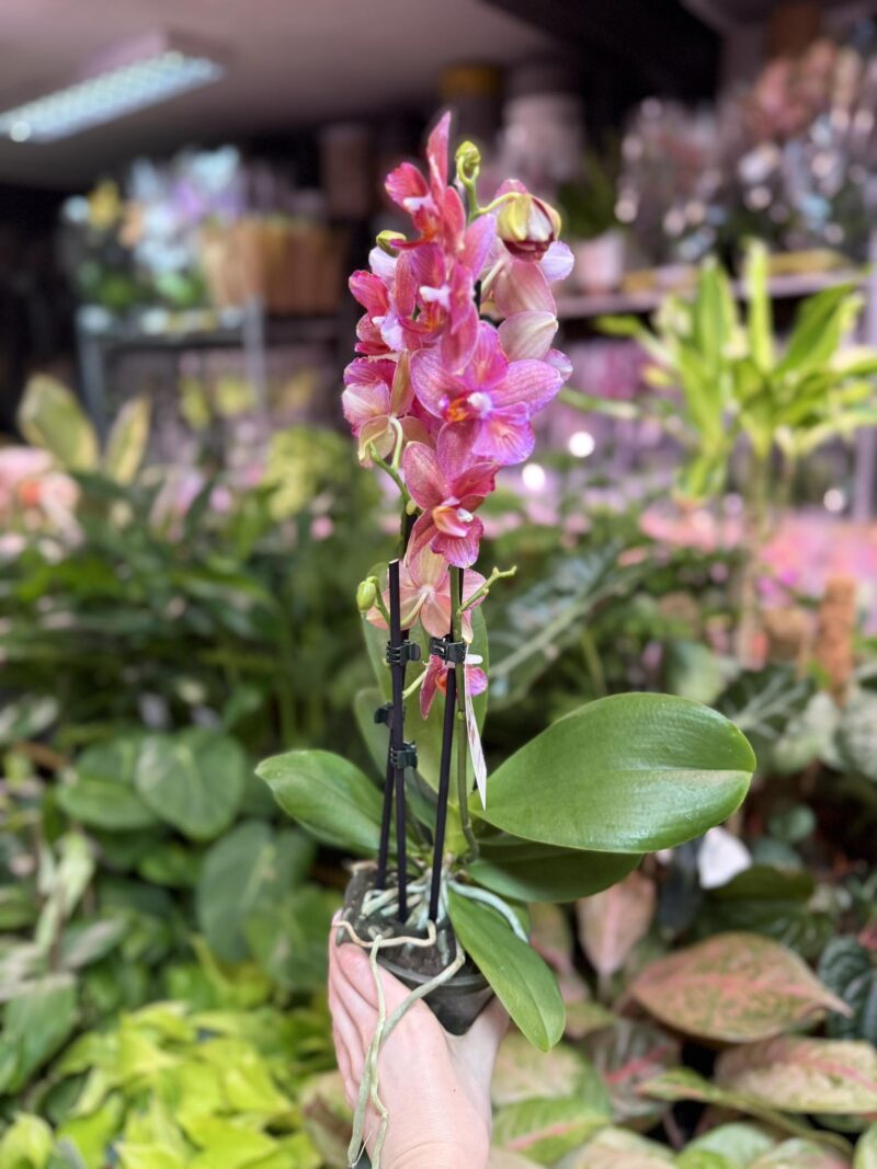 Phalaenopsis Alice Butterfly | Storczyk