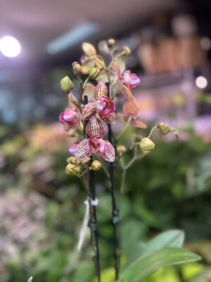 Phalaenopsis Lucky Leopard peloric | Storczyk