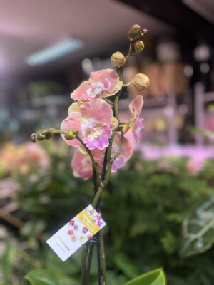 Phalaenopsis beard BS | Storczyk