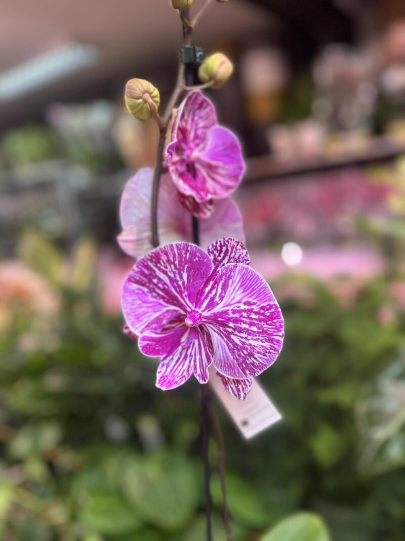 Phalaenopsis Allura Picasso | Storczyk