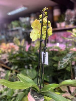Phalaenopsis Limoncello Kiss big Lip | Storczyk