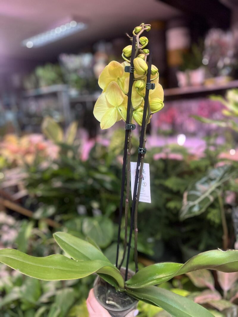Phalaenopsis Limoncello Kiss big Lip | Storczyk