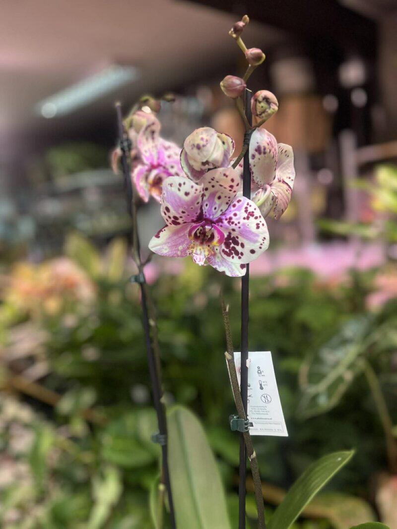 Phalaenopsis Wild Peach | Storczyk