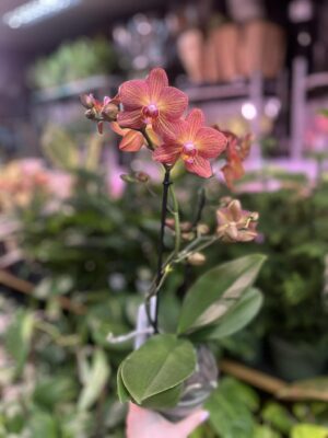 Phalaenopsis Multiflora Exclusivo ‘Eos’ | Storczyk