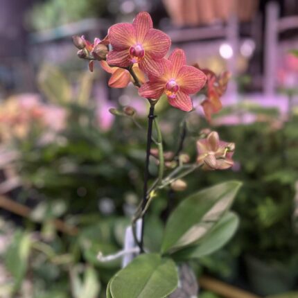 Phalaenopsis Multiflora Exclusivo ‘Eos’ | Storczyk