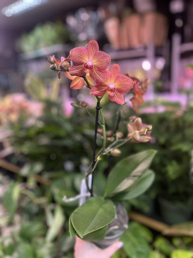 Phalaenopsis Multiflora Exclusivo ‘Eos’ | Storczyk