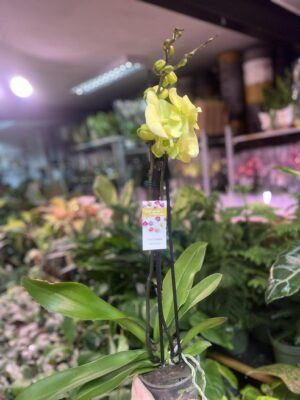 Phalaenopsis Limoncello Kiss big Lip | Storczyk