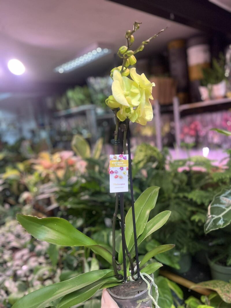 Phalaenopsis Limoncello Kiss big Lip | Storczyk