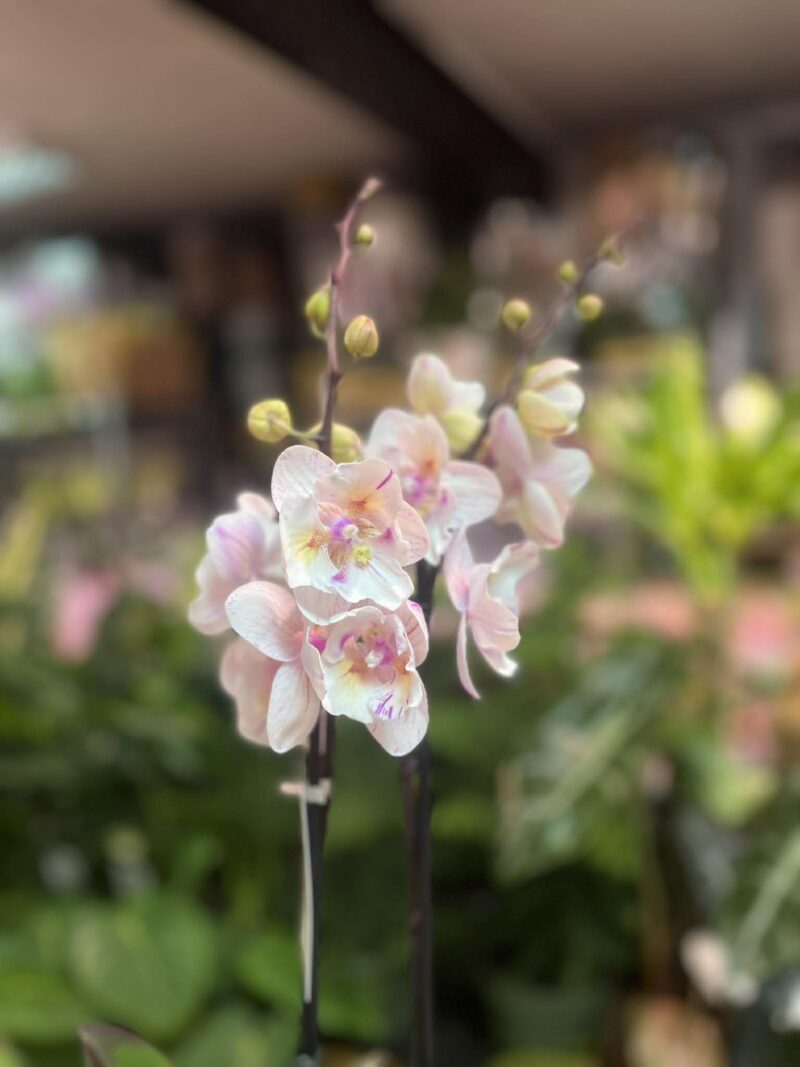 Phalaenopsis [Tying Shin Swallow × (Yaphon Big Mouse × Fusheng’s Bridal Dress)] ‘1214′ (FS) | Storczyk