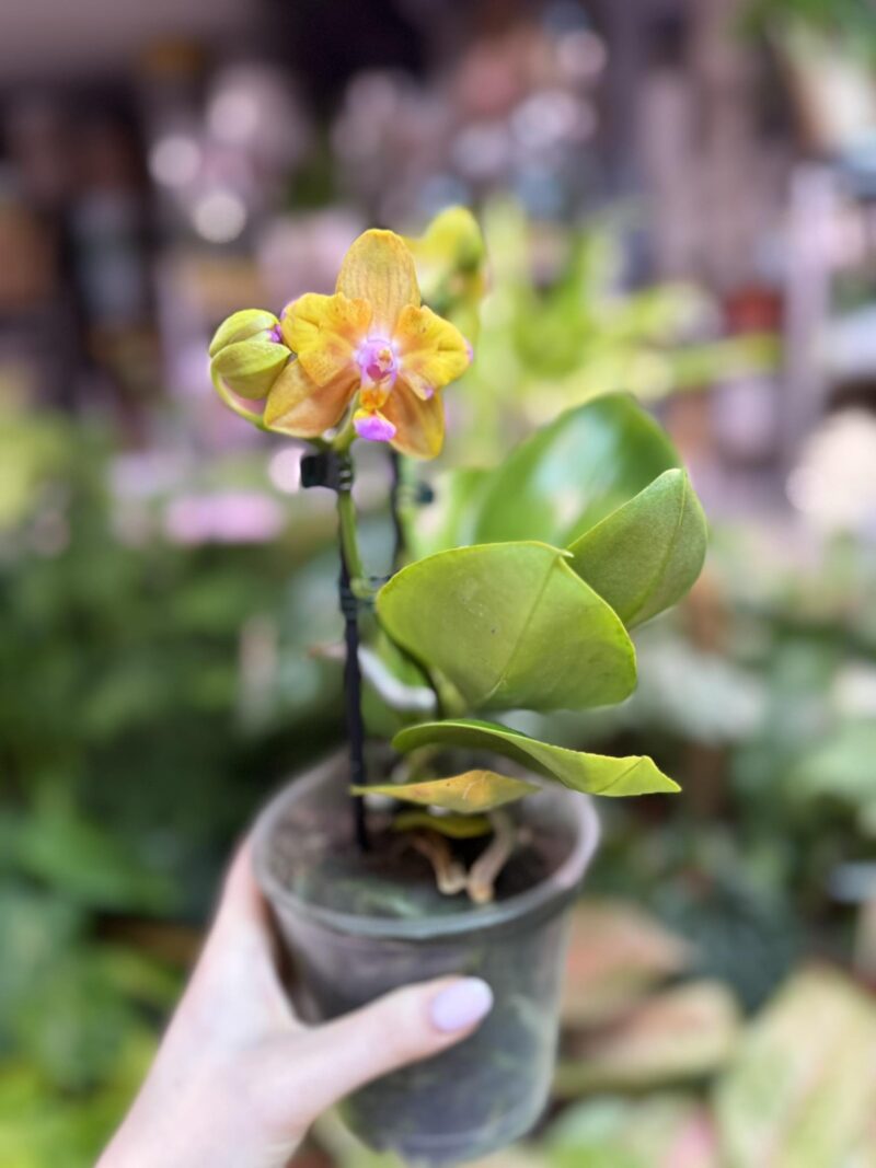 Storczyk z mixa pomarańczowy peloric