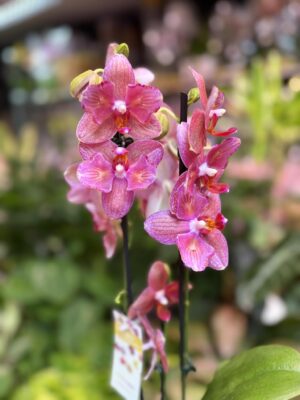 Phalaenopsis Alice Butterfly | Storczyk