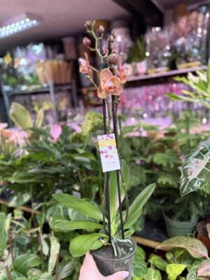 Storczyk z mixa pomarańczony peloric