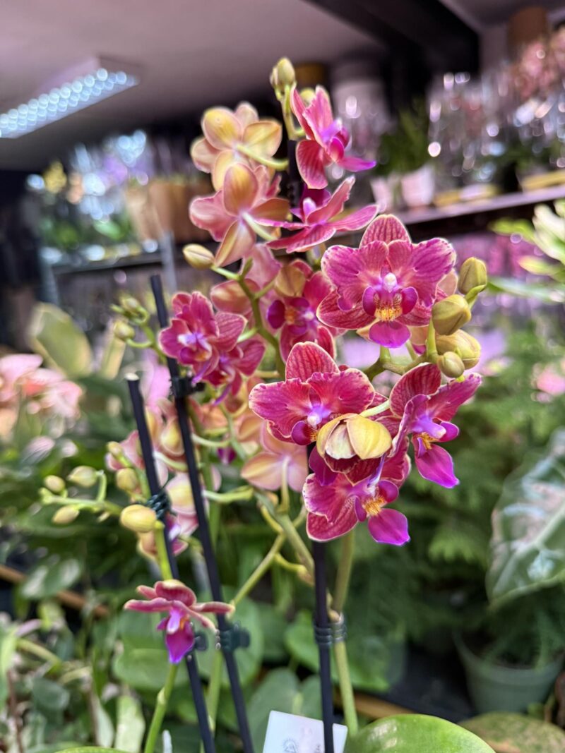 Storczyk z mixa butterfly przepiękny