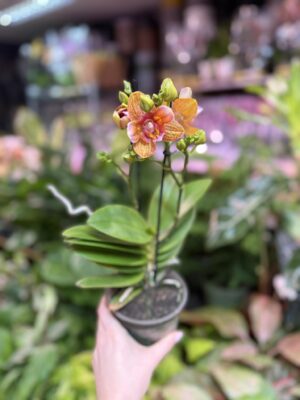 Phalaenopsis Yaphon Perfume ‘ES’ | Storczyk pachnący