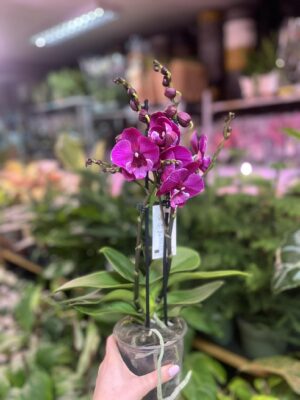 Phalaenopsis Tying Shin Black Bear Big Lip | Storczyk