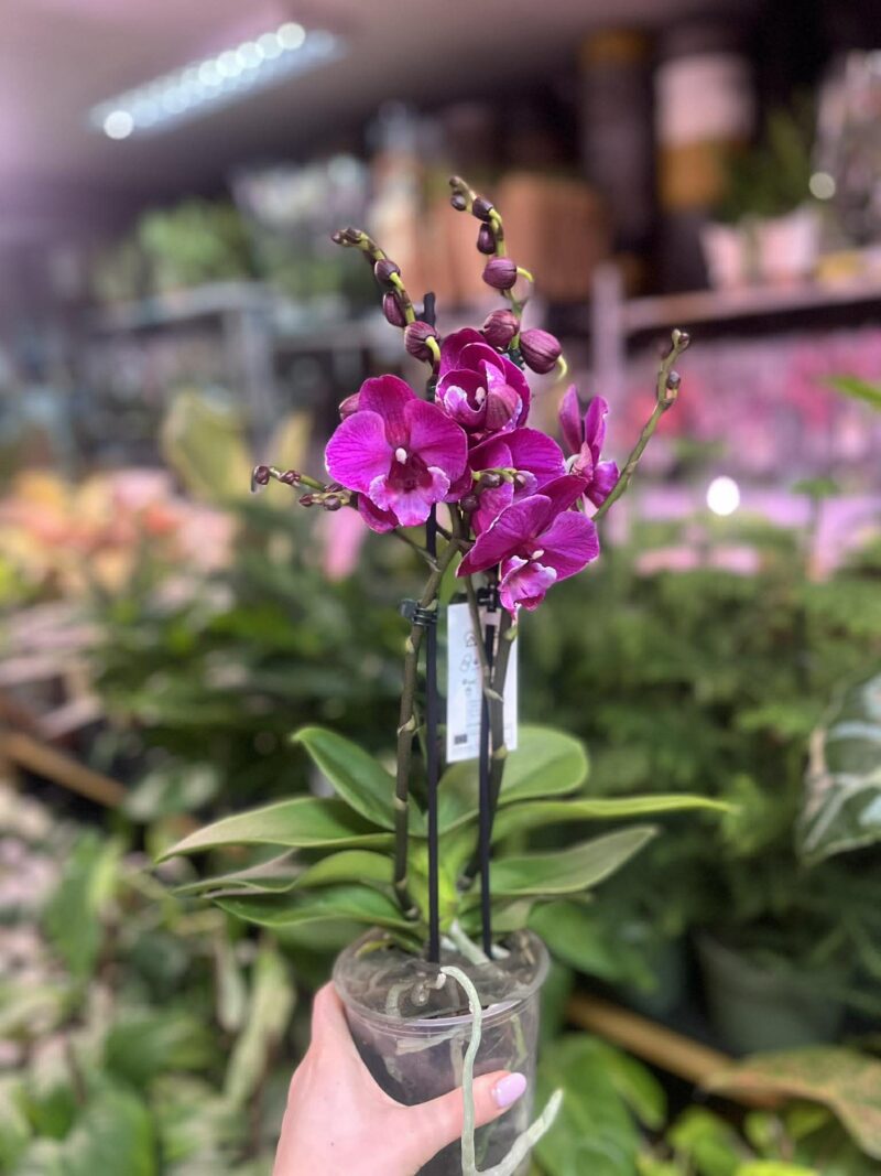 Phalaenopsis Tying Shin Black Bear Big Lip | Storczyk