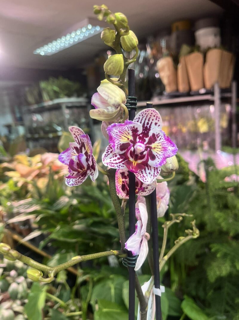 Phalaenopsis Lianher Happy Pearl | Storczyk