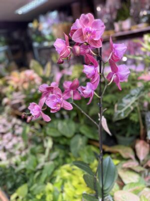 Storczyk z mixa różowy butterfly