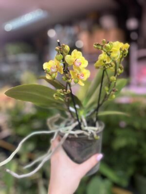 Phalaenopsis yellow peloric | Storczyk