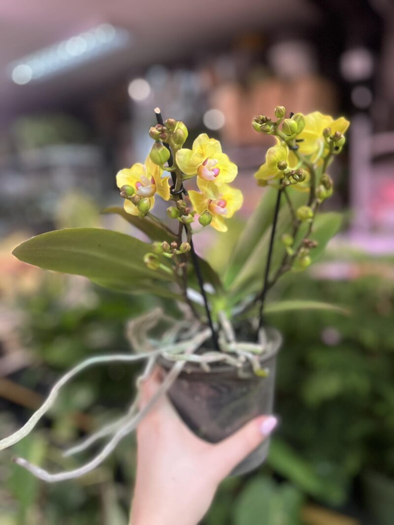 Phalaenopsis yellow peloric | Storczyk