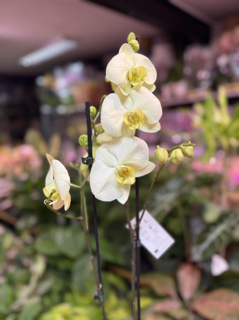 Storczyk z mixa cytrynowy