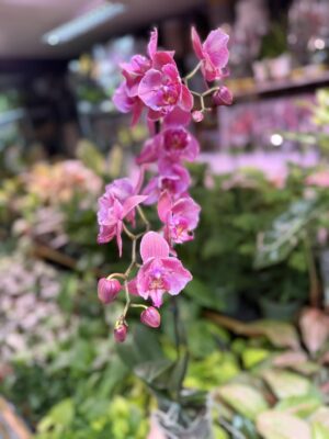 Storczyk z mixa różowy butterfly