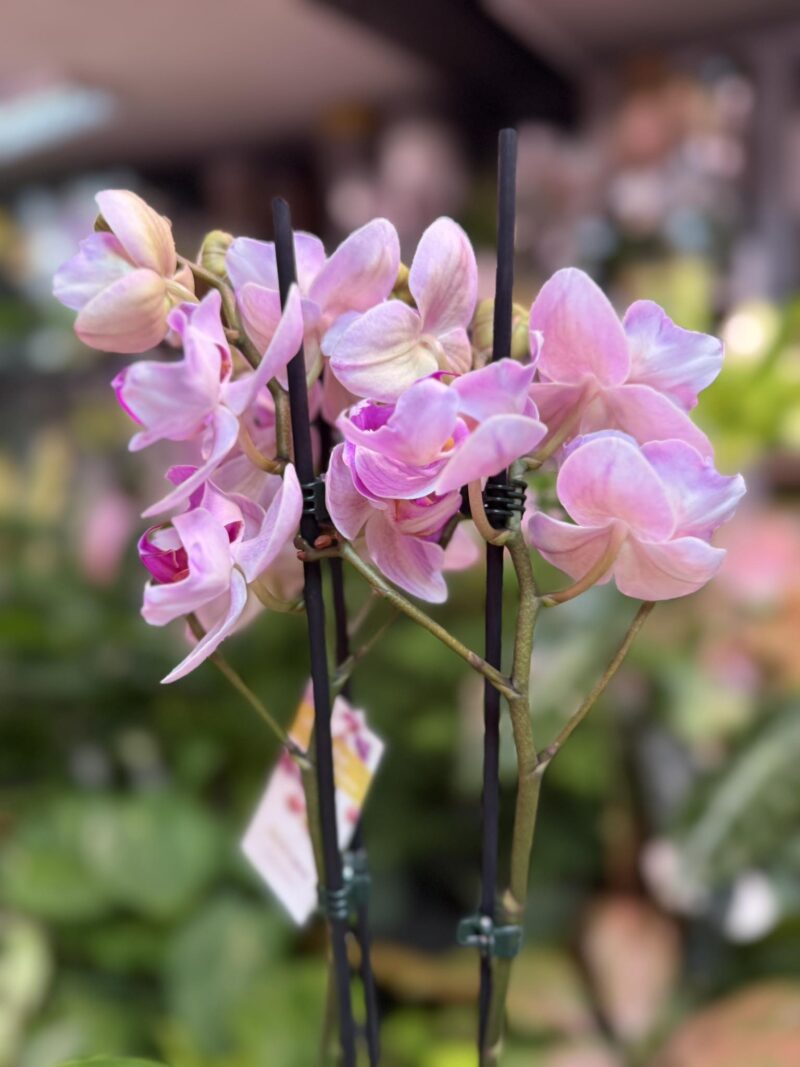 Storczyk z mixa peloric butterfly różowo biały