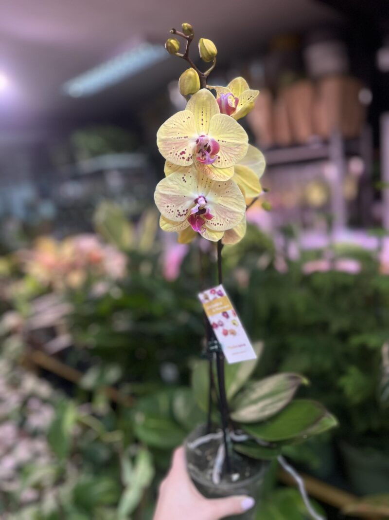 Phalaenopsis Golden Goya | Storczyk