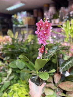 Phalaenopsis Alice Butterfly | Storczyk