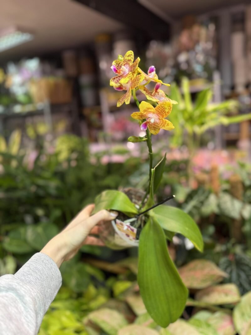 Phalaenopsis Orchid World (FS) | Storczyk pachnacy
