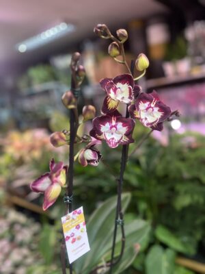 Phalaenopsis Klementyna | Storczyk