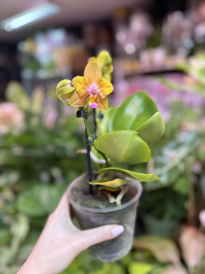 Storczyk z mixa pomarańczowy peloric