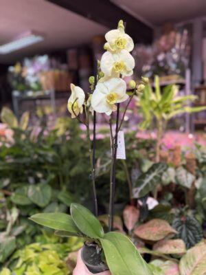 Storczyk z mixa cytrynowy