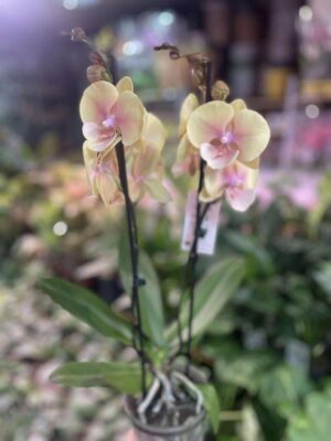 Phalaenopsis BLUSH SUN — BIG LIP | Storczyk